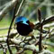 Blue Wren